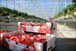 Hoogstraten’s recycled packaging ensures sustainable strawberry production
